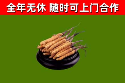 淳安县回收冬虫夏草
