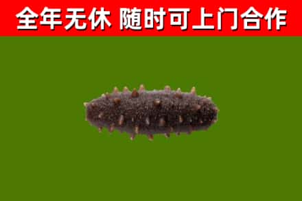 淳安县回收海参干